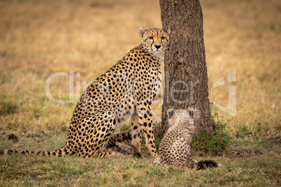 Cheetah sits with her cub beside tree
