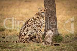 Cheetah sits with her cub beside tree