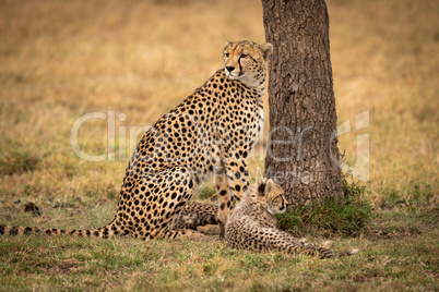 Cheetah sits with her cub by tree