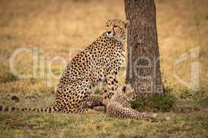 Cheetah sits with her cub by tree