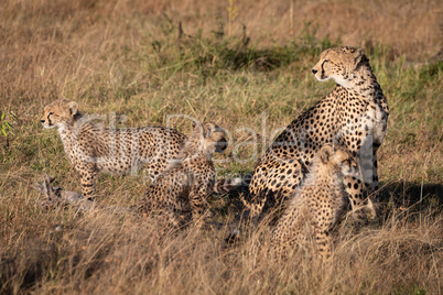 Cheetah sits with three cubs in grass
