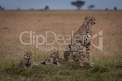 Cheetah sits with two cubs on grassland