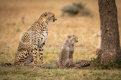 Cheetah sits with two cub beside tree