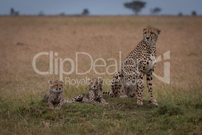 Cheetah sits with two cubs on savannah