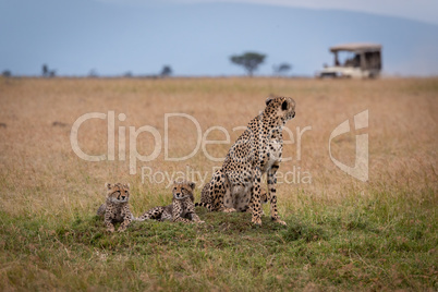 Cheetah sits with two cubs watching truck