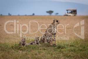 Cheetah sits with two cubs watching truck