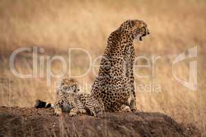 Cheetah sits yawning by cub on mound