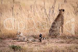 Cheetah sitting and cub lying in grass