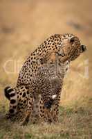 Cheetah sitting and nuzzling cub on grass