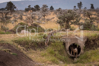 Cheetah sitting as cubs play in pipe