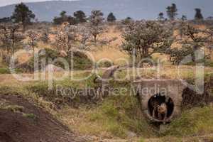 Cheetah sitting as cubs play in pipe