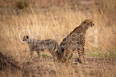 Cheetah sitting back-to-back with cub in grass