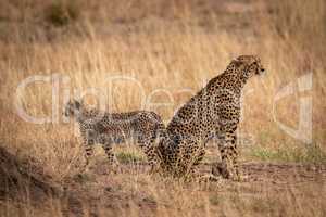 Cheetah sitting back-to-back with cub in grass