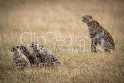 Cheetah sitting behind four cubs in savannah