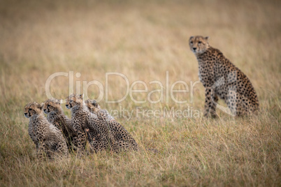 Cheetah sitting beside four cubs in savannah