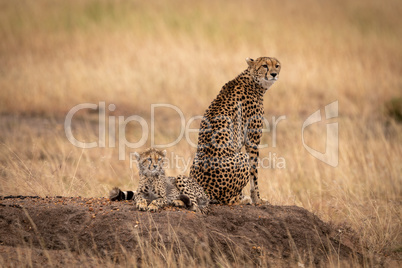 Cheetah sitting by cub on earth mound