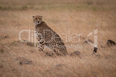 Cheetah sitting in grass surrounded by rocks