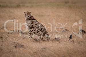 Cheetah sitting in grass surrounded by rocks