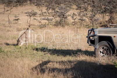 Cheetah sitting in front of safari truck