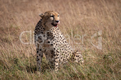 Cheetah sitting in grass with bloody mouth