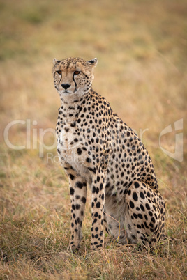 Cheetah sitting in grassy plain looking ahead