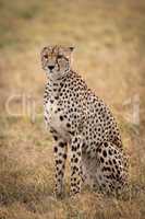 Cheetah sitting in grassy plain looking ahead