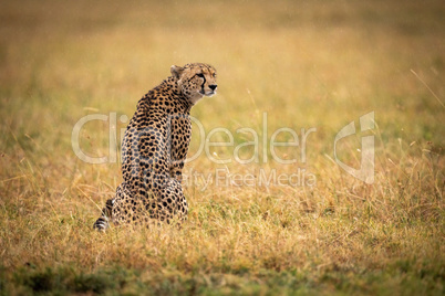 Cheetah sitting in grass with head turned