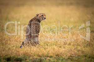 Cheetah sitting in grass with head turned