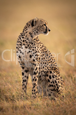 Cheetah sitting in grassy plain looking back