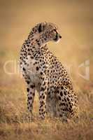 Cheetah sitting in grassy plain looking back