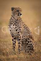 Cheetah sitting in grassy plain turning right