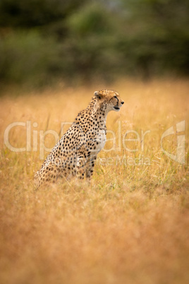 Cheetah sitting in long grass by trees