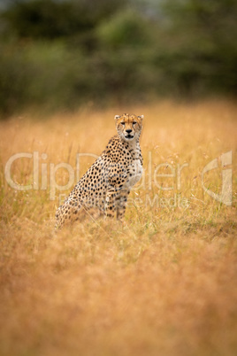 Cheetah sitting in long grass facing camera