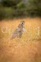 Cheetah sitting in long grass facing camera