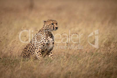 Cheetah sitting in long grass facing right