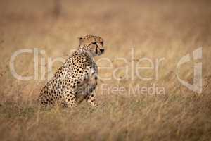 Cheetah sitting in long grass facing right