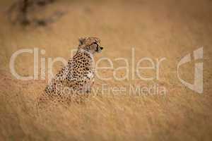 Cheetah sitting in long grass staring right