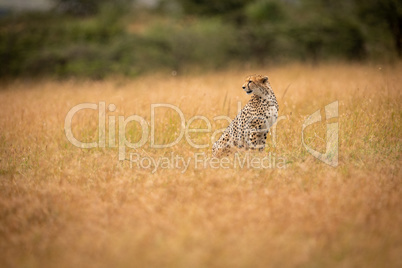 Cheetah sitting in long grass turning head