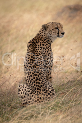 Cheetah sitting in long grass turning right