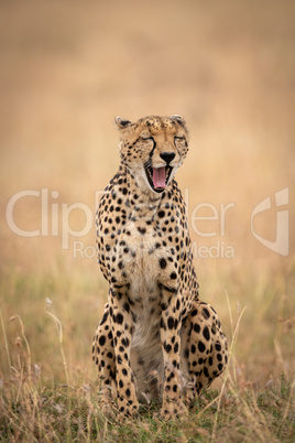 Cheetah sitting in long grass yawning widely