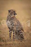Cheetah sitting in sunlit savannah facing right