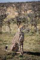 Cheetah sitting in sunshine near thorn trees