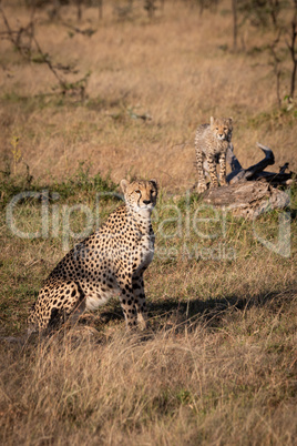 Cheetah sitting near cub standing on log