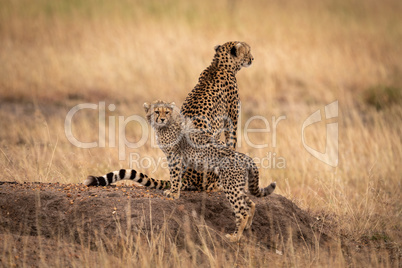 Cheetah sitting on earth mound by cub