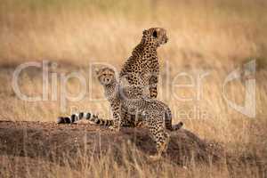 Cheetah sitting on earth mound by cub