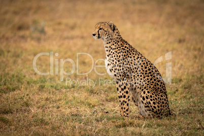 Cheetah sitting on grass looking straight ahead