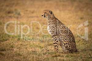 Cheetah sitting on grass looking straight ahead