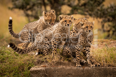 Cheetah sitting on grass with three cubs