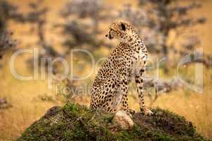 Cheetah sitting on grassy mound looks back
