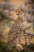 Cheetah sitting on grassy mound looks round